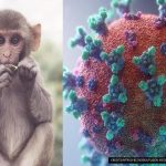  آبله میمونی در کمین است! | اگر واکسن آبله زده‌اید، نگران نباشید